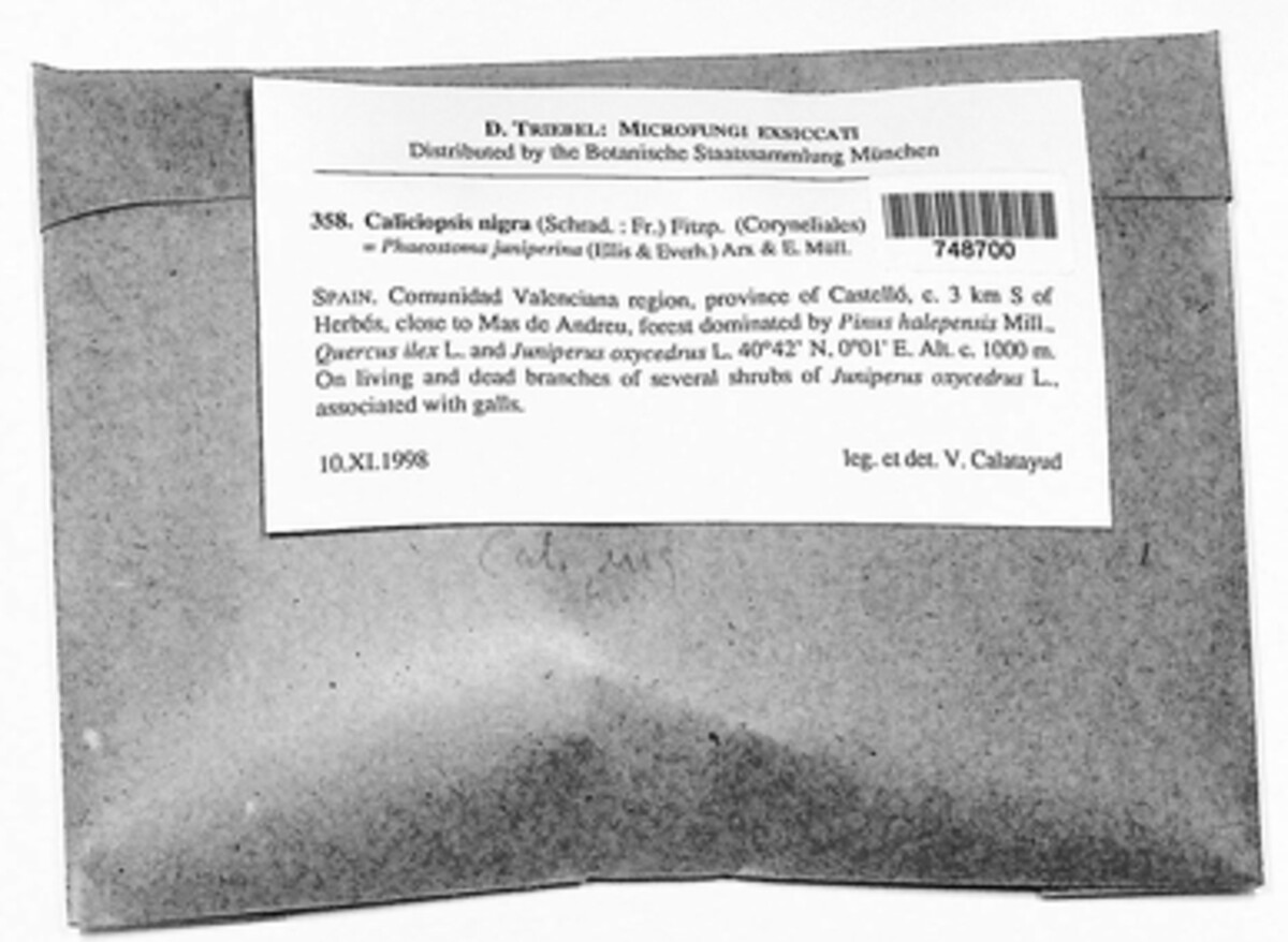 Hypsotheca nigra image
